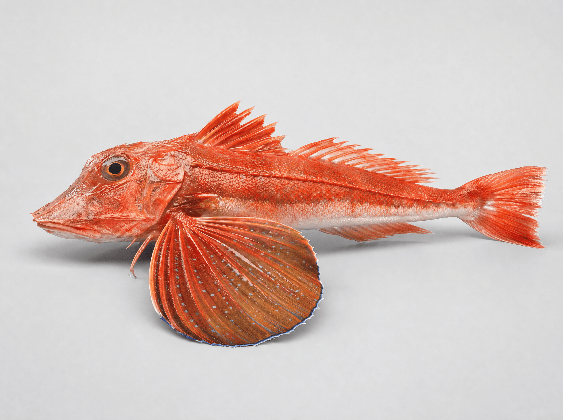 Gurnard (Chelidonichthys capensis)