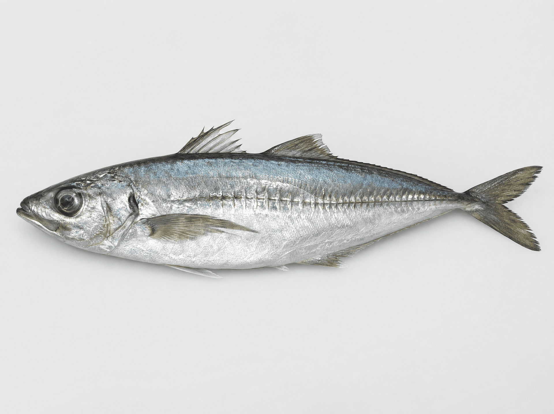 Maasbanker (Trachurus capensis)