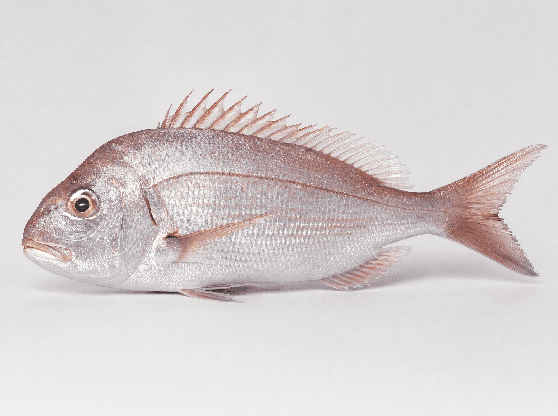 Silvers (Argyrozona argyrozona)